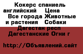 Кокерс спаниель английский  › Цена ­ 4 500 - Все города Животные и растения » Собаки   . Дагестан респ.,Дагестанские Огни г.